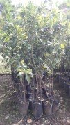 Kanlı Greyfurt fidanı 3 Yaş-130-140 cm