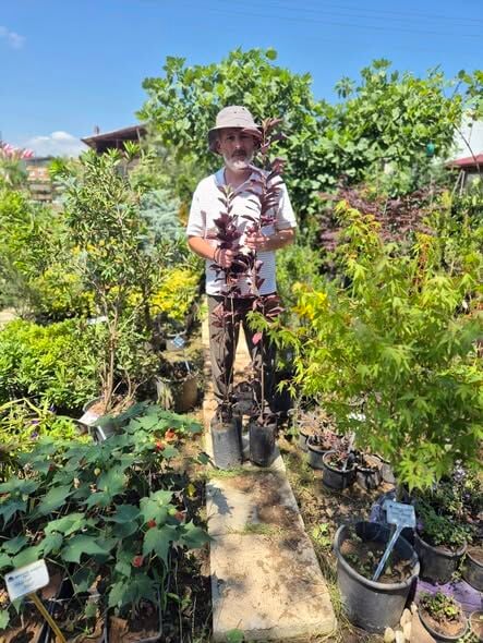 Duman Ağacı Bordo Yapraklı Cotinus Coggygria Royal Purple 130-170 cm