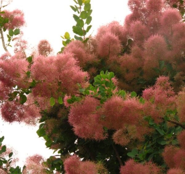 Duman Ağacı Bordo Yapraklı Cotinus Coggygria Royal 30 cm