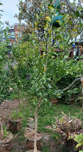 Citrus junos-Yuzu Portakal 6 Yaş-200-230 cm -20 dereceye dayanıklı