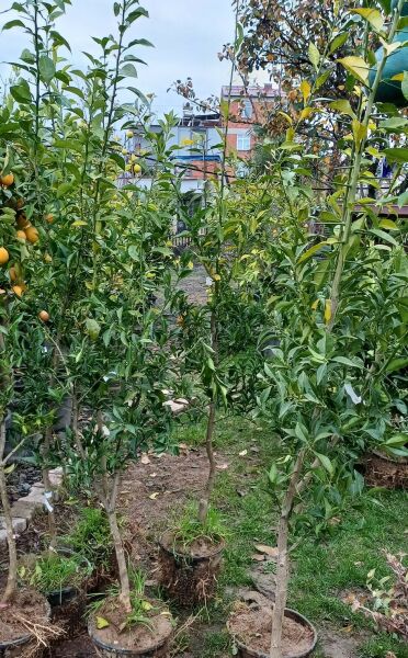 Citrus junos-Yuzu Portakal 6 Yaş-200-230 cm -20 dereceye dayanıklı