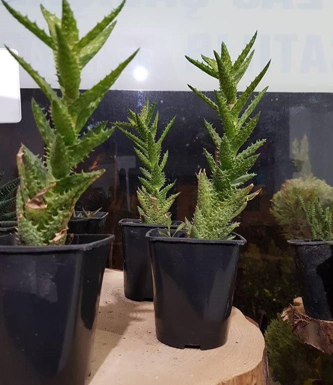 Aloe Sguarrosa 20 cm