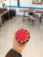 Gymno Red Kaktüs-Aşılı-Büyük Boy