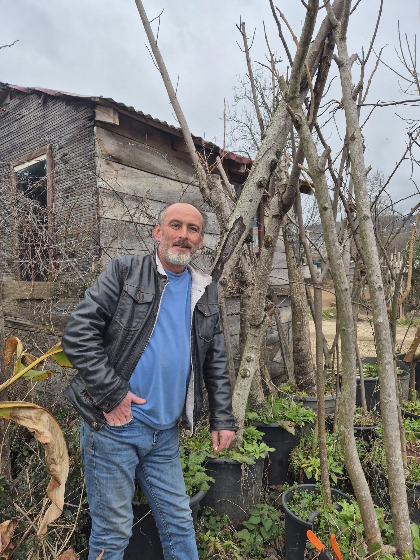 Paulownia Tomentosa-Çin Kavağı Fidanı -Gövde Çevresi 35-50 cm