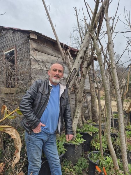 Paulownia Tomentosa-Çin Kavağı Fidanı -Gövde Çevresi 35-50 cm