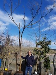 Paulownia Tomentosa-Çin Kavağı Fidanı -Gövde Çevresi 35-50 cm