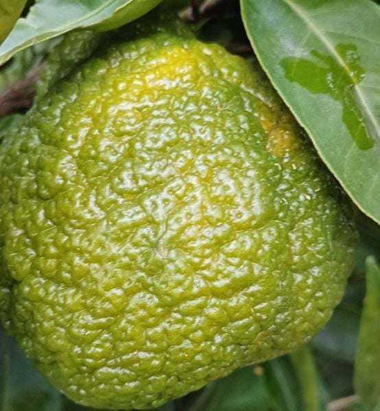 6 Yaş Aşılı W.Murcott Mandalina Fidanı-Üzeri Meyveli