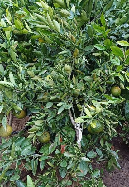 6 Yaş Aşılı W.Murcott Mandalina Fidanı-Üzeri Meyveli
