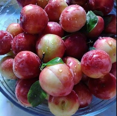 Türbe Eriği Fidanı 3-4 Yaş-150 cm-Tüplü