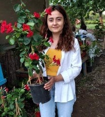 Mandevilla-Dipladenia Fidanı Kırmızı Renk