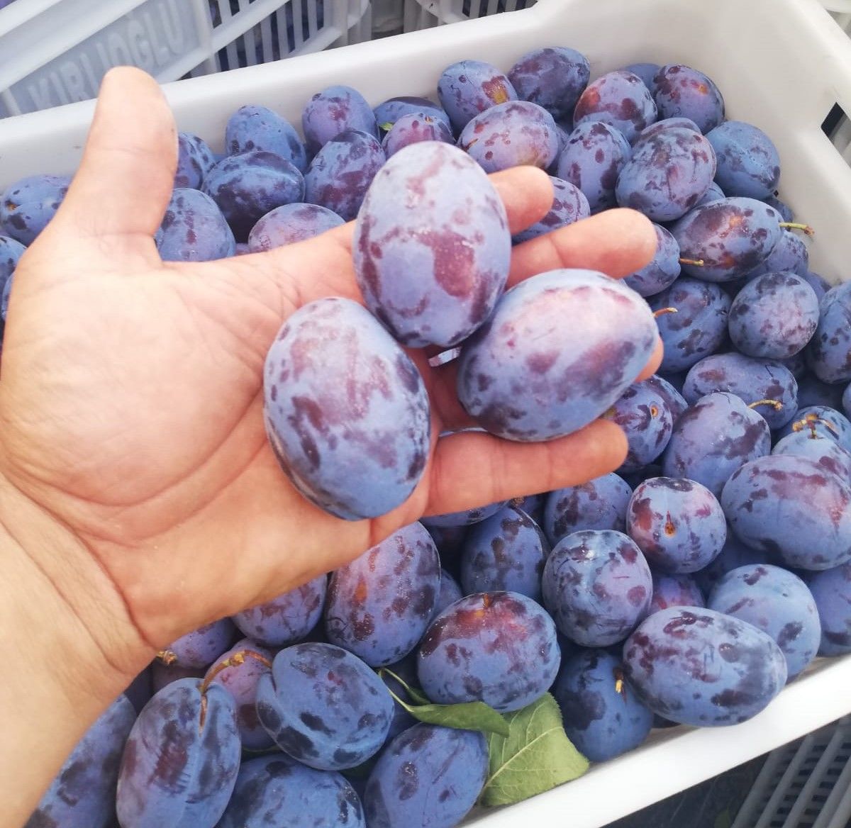 Birton Erik Fidanı 3-4 Yaş-150 cm-Tüplü