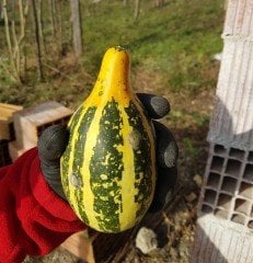 5 Adet  SÜS KARA KABAK TOHUMU