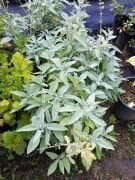 Salvia Officinalis Adaçayı Fidanı 20 cm