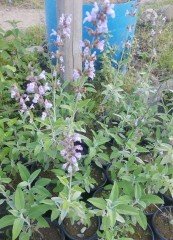 Salvia Officinalis Adaçayı Fidanı 20 cm