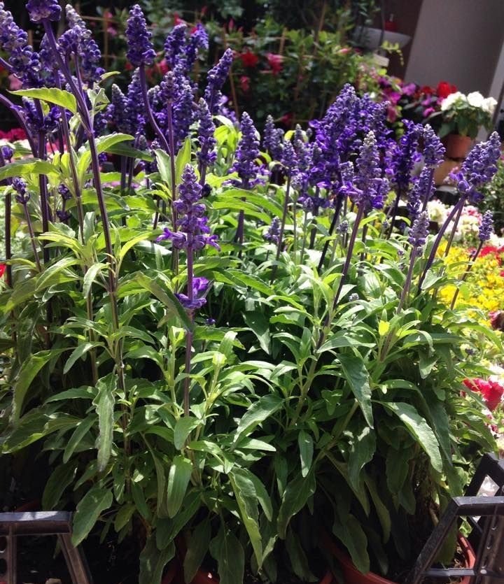 Salvia Officinalis Adaçayı Fidanı 20 cm