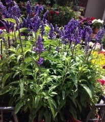 Salvia Officinalis Adaçayı Fidanı 20 cm