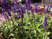 Salvia Officinalis Adaçayı Fidanı 20 cm