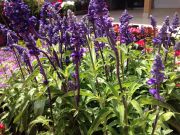 Salvia Officinalis Adaçayı Fidanı 20 cm