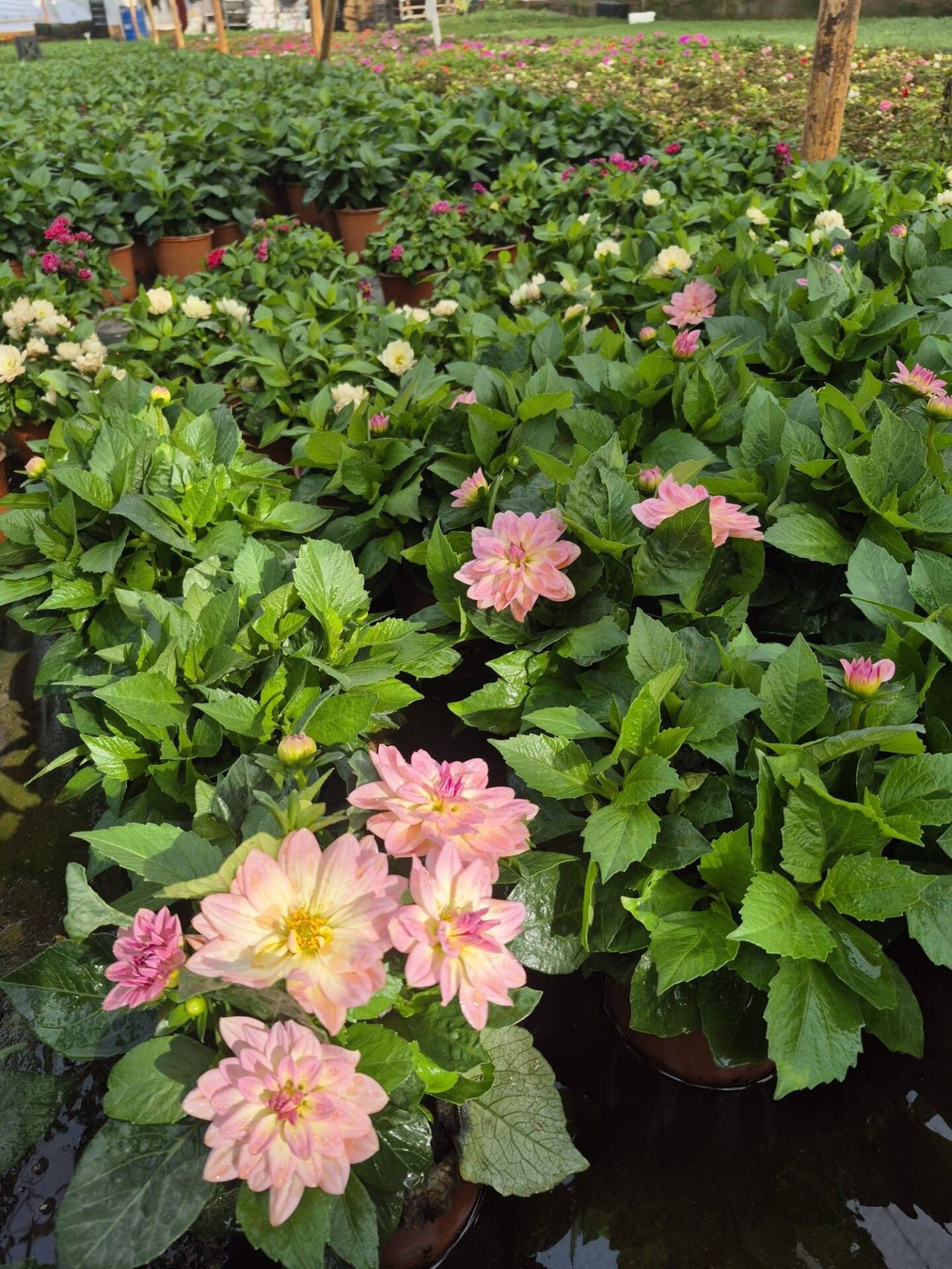 Dahlia Yıldız Çiçeği ( Saksıda )Pembe