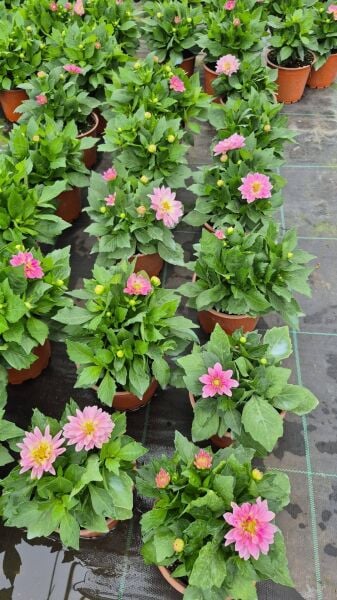 Dahlia Yıldız Çiçeği ( Saksıda )Pembe