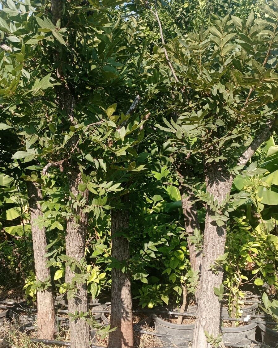 Pikan Cevizi 20 Yaş  250-300 cm-Gövde Çevresi 35-45 cm