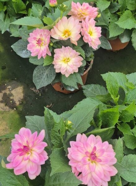 Dahlia Yıldız Çiçeği ( Saksıda )Pembe