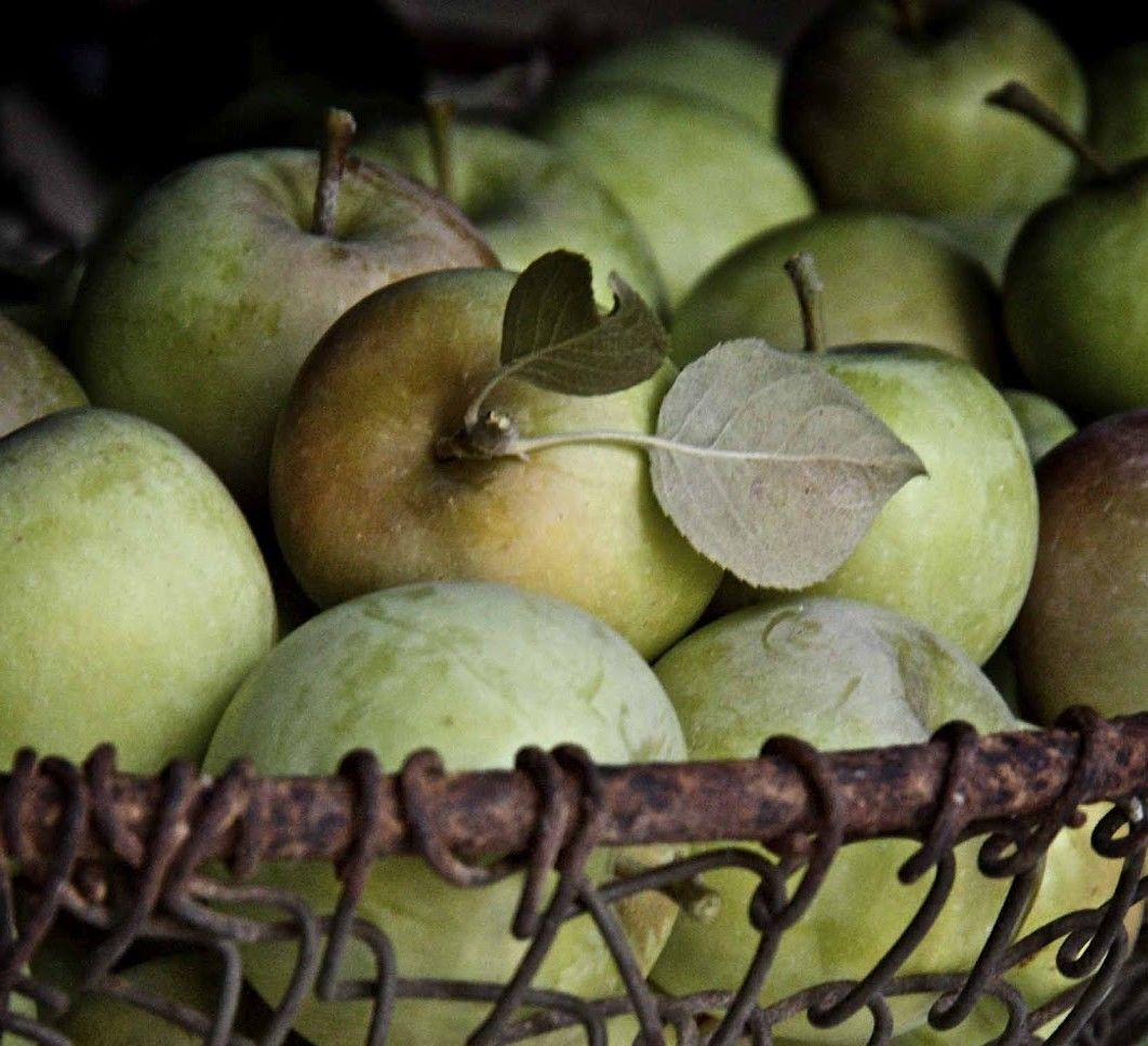 Gürcü Elması Fidanı Yeşil Renk 150 cm-3-4 Yaş-Tüplü