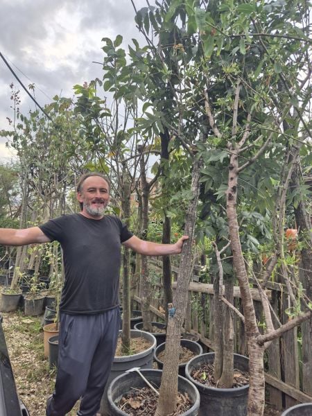 Pikan Cevizi Fidanı Boy 12 Yaş Boy 250 cm-Gövde Çevresi 28-30 cm