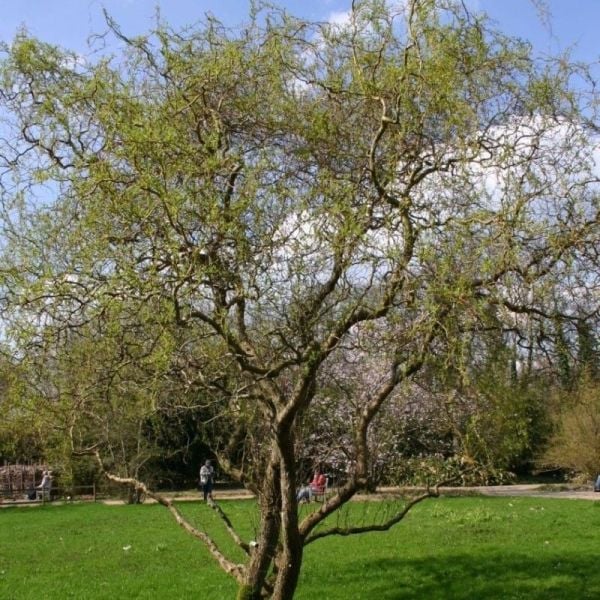 Salix Matsudana 'Tortuosa' Helezon Söğüt Fidanı 300-320 cm