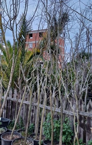 Salix Matsudana 'Tortuosa' Helezon Söğüt Fidanı 300-320 cm