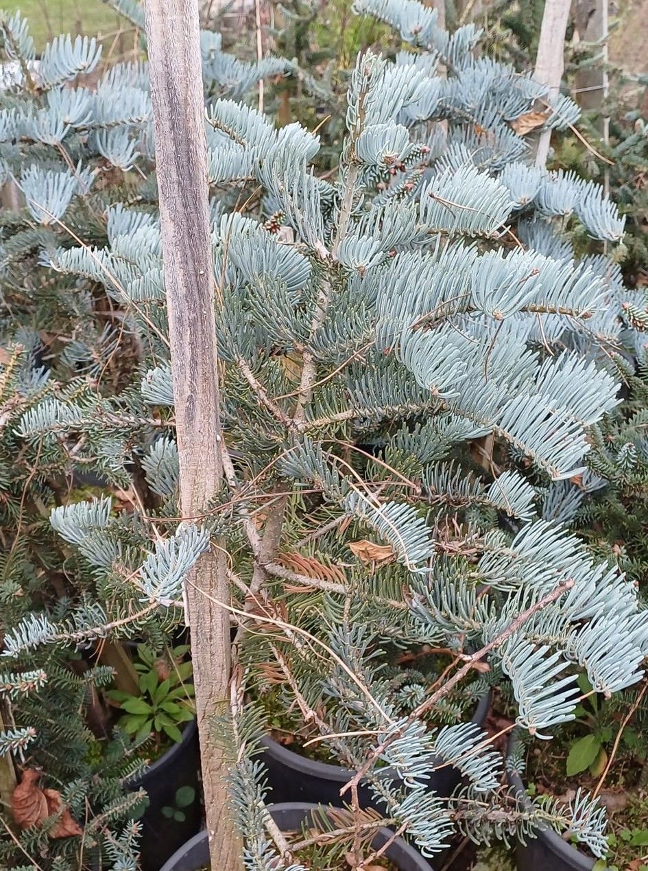Gümüşi Göknar Ağacı Fidanı Aşılı Abies Abies concolor Candicans- Boy 100-120 cm