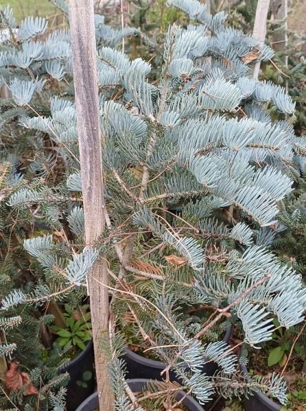 Gümüşi Göknar Ağacı Fidanı Aşılı Abies Abies concolor Candicans- Boy 100-120 cm