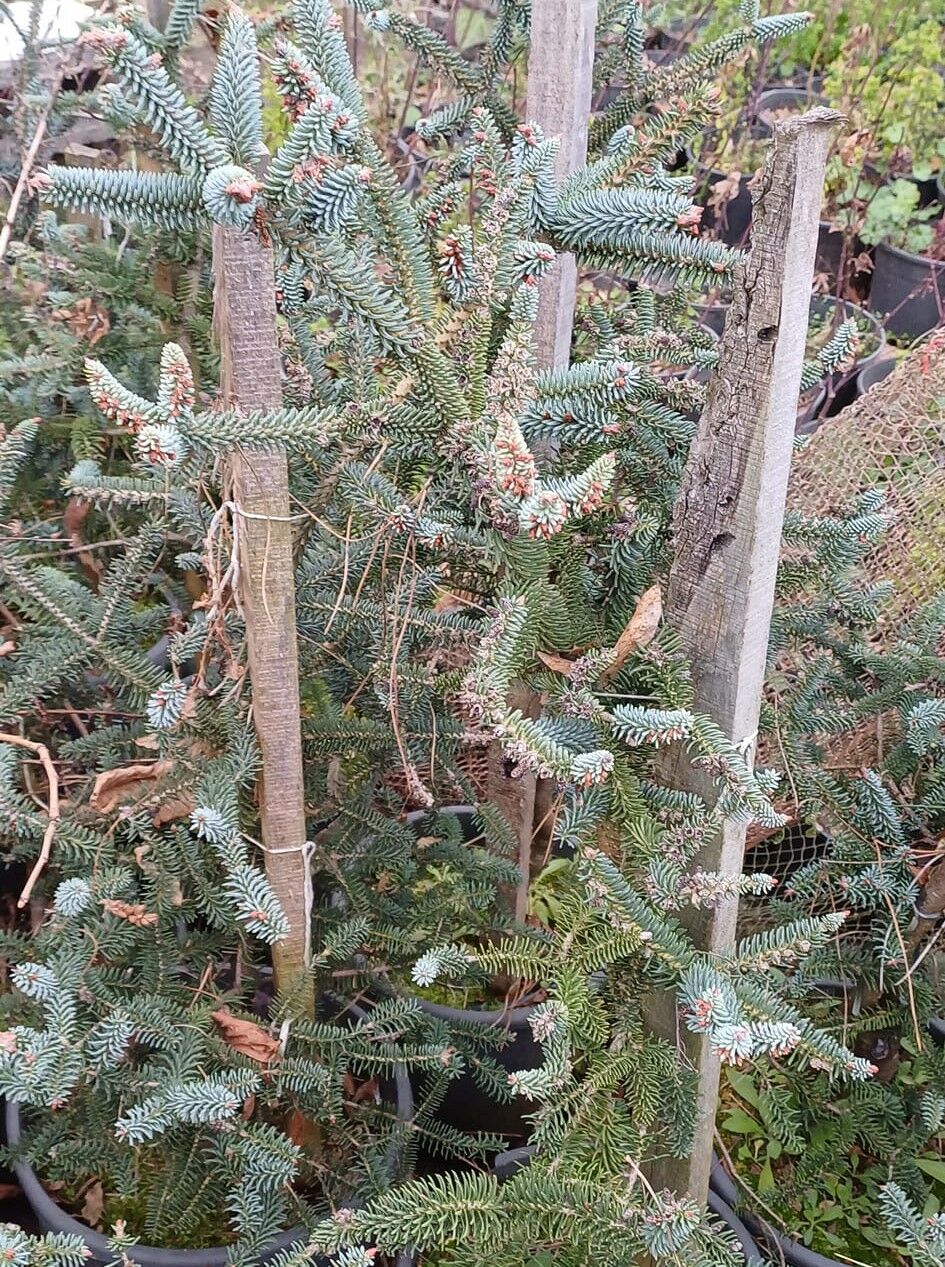 Abies Pinsapo,İspanyol Göknarı Fidanı-Aşılı-120-130 cm