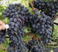 Vitis Kodryanka Fidanı 20-40 cm