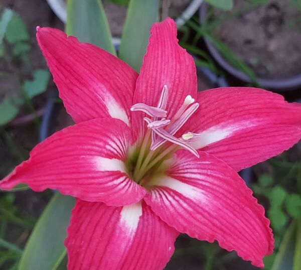 Amaryllis Linda- Kırmızı-Beyaz-Çizgili-Canlı Bitki