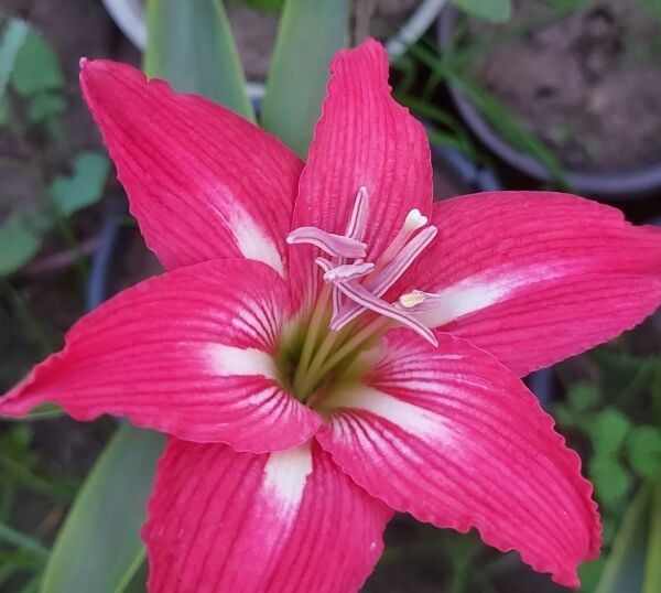 Amaryllis Linda- Kırmızı-Beyaz-Çizgili-Canlı Bitki