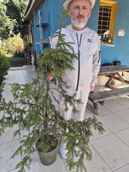 Picea Abies 'Rydal-Kırmızı Yapraklı Avrupa Ladini-Aşılı 150 cm