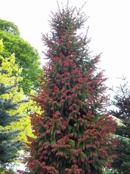 Picea Abies 'Rydal-Kırmızı Yapraklı Avrupa Ladini-Aşılı 150 cm