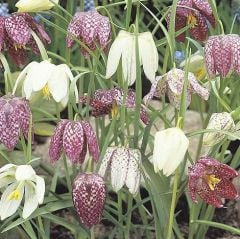 Fritillaria Meleagris -Ters Lale Soğanı 1 Adet