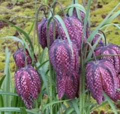 Fritillaria Meleagris -Ters Lale Soğanı 1 Adet