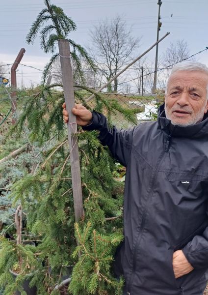 Picea Abies 'Rydal-Kırmızı Yapraklı Avrupa Ladini-Aşılı 200 cm