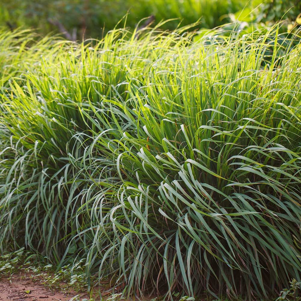 Lemon Grass Limonotu Fidanı 20 cm