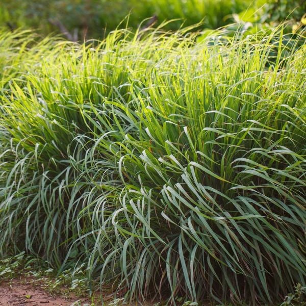 Lemon Grass Limonotu Fidanı 20 cm