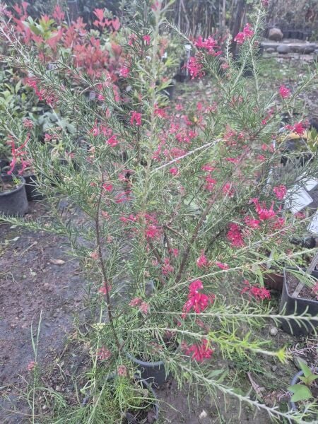 Grevillea Çalısı  80-120 cm-Üzeri Çiçekli