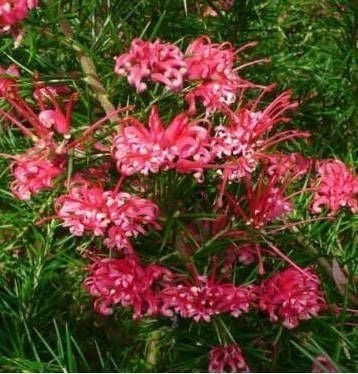 Grevillea Çalısı  70-120 cm-Üzeri Çiçekli