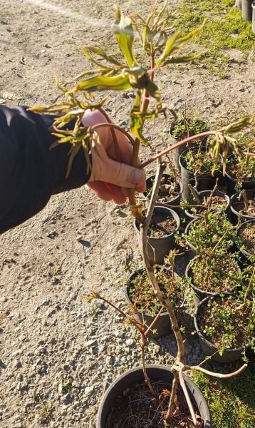 Ağaç Şakayık Fidanı Beyaz Kokulu 130 cm Anaç-Paeonia