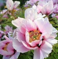Ağaç Şakayık Fidanı Beyaz Kokulu 50 cm Anaç-Paeonia