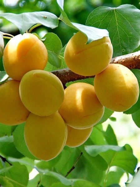 Iğdır Şalağı Kayısı Fidanı 5 Yaş 200 cm-Saksılı