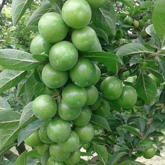 Erik ( Papaz Eriği) Fidanı (Yarı bodur) 3 Yaş