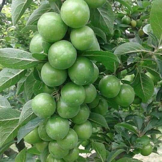 Erik ( Papaz Eriği) Fidanı (Yarı bodur) 3 Yaş